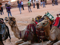 Camels@Petra