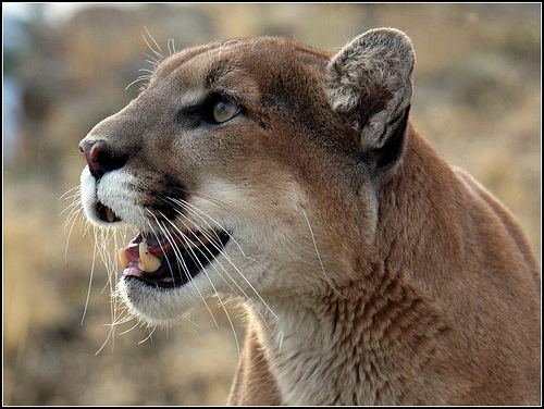 puma scarpe wikipedia