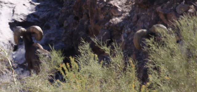Field+Judging+Desert+Bighorn+Sheep+Back+View+Jay+Scott+Outdoors+3.jpg