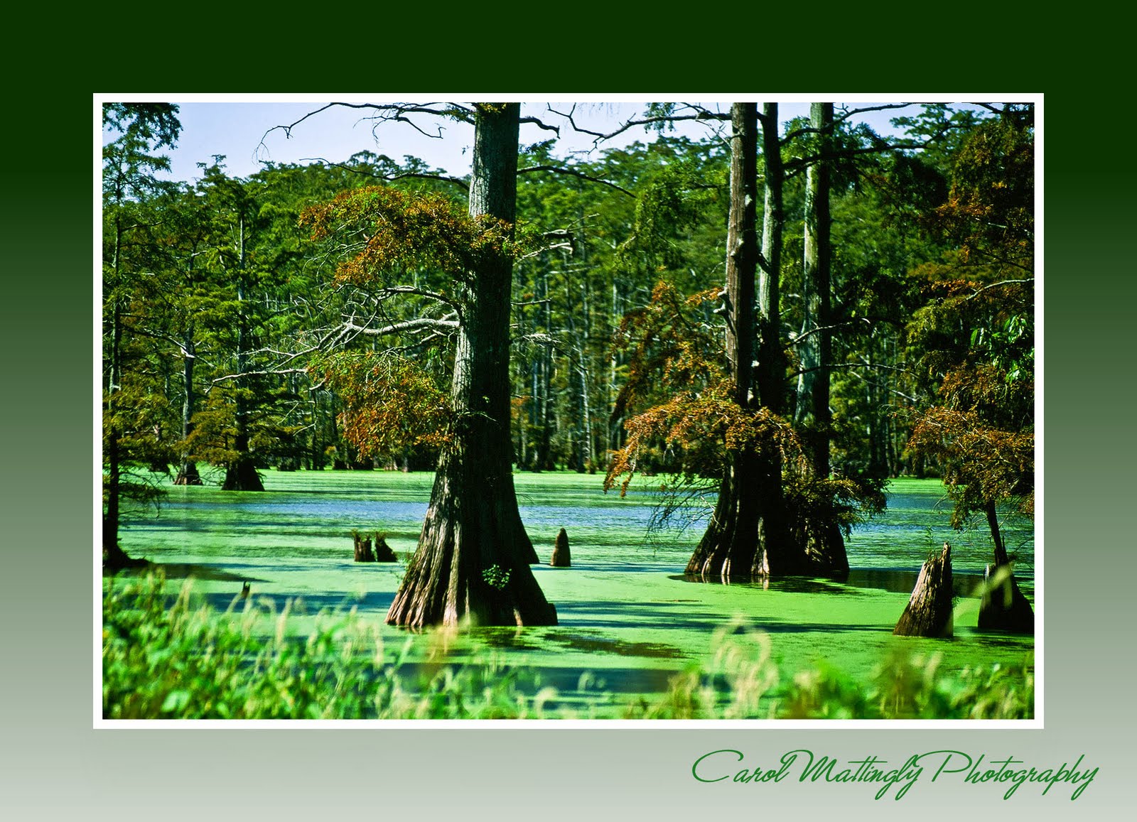 Carol Mattingly Photography Cypress Creek NWR, Cache River System