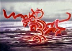 Ciencias Naturales CEUJA Tercero: División schizophyta (Bacterias)