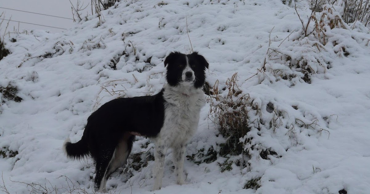 Raising Orphan Puppies How to Whiten a Dogs White Fur