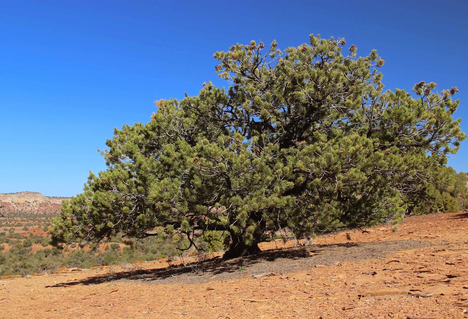 In the Company of Plants and Rocks Dreaming of Pinyon Pines