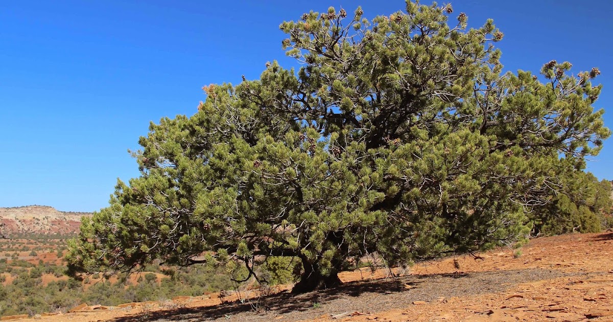 In the Company of Plants and Rocks Dreaming of Pinyon Pines