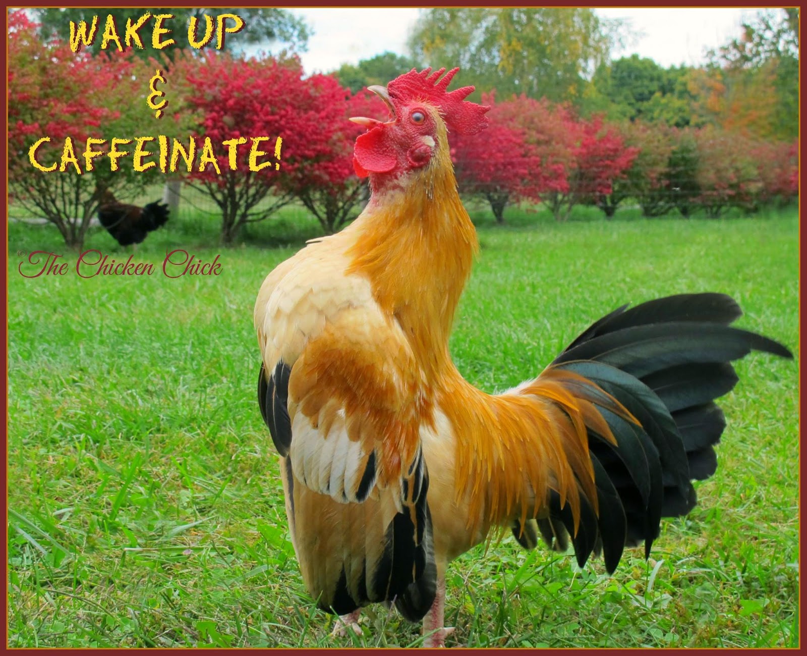 Flock Focus Friday with The Chicken Chick ® Wake up & CAFFEINATE!
