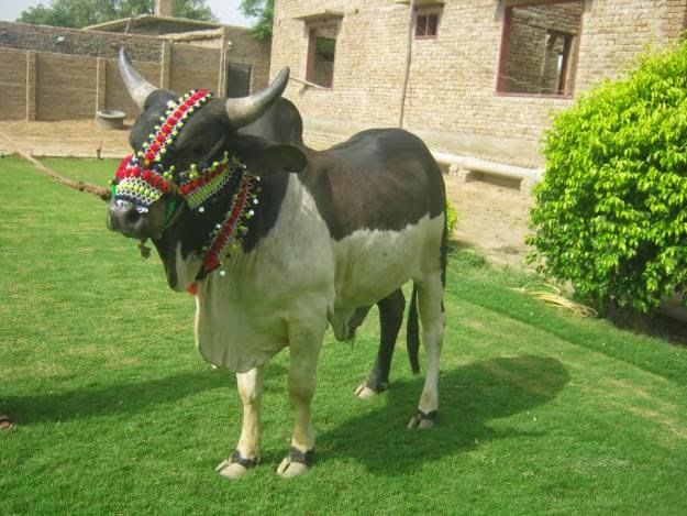 Dangerous+Cow+Qurbani Cow Qurbani 2013,Bakra Eid,Eid al Adha,Camel Qurbani,Qurbani: Two ...