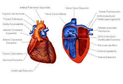 LAS CARACTERISTICAS DEL CORAZON