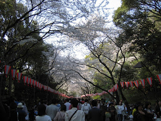 Hanami celebration - Japanese Festifal pictures