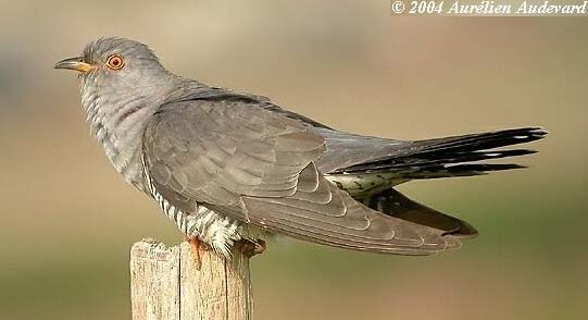 Cuckoo Parasitism