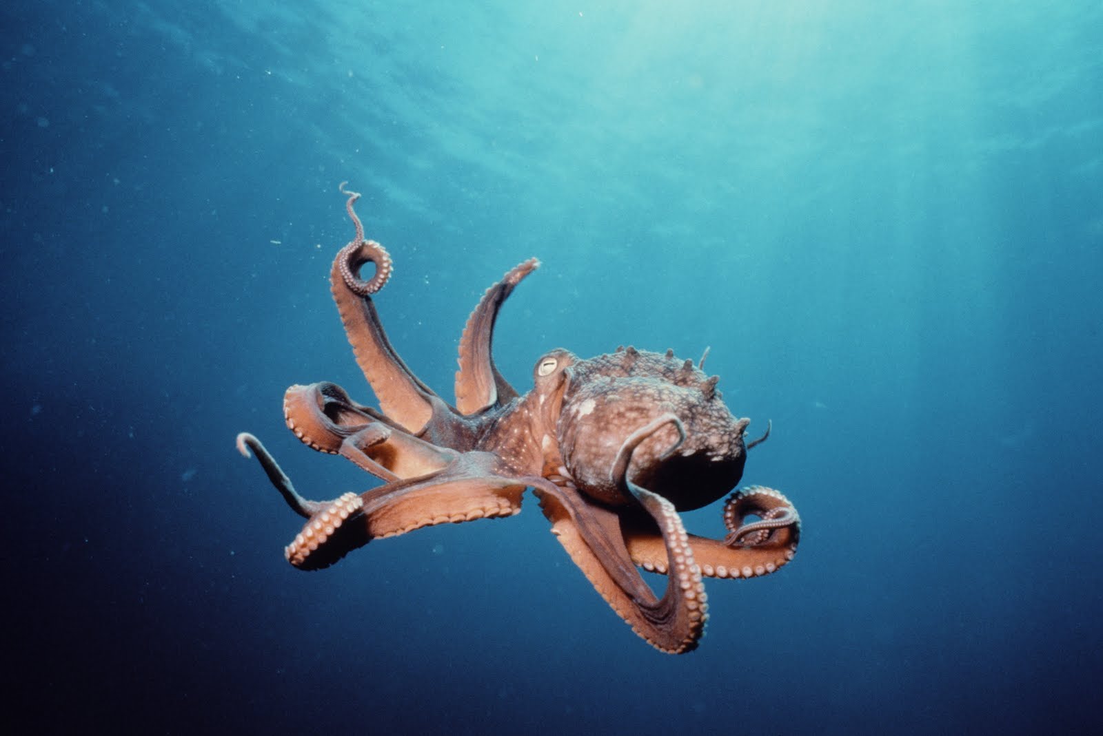 CuriousThing of the Day Octopus Intelligence