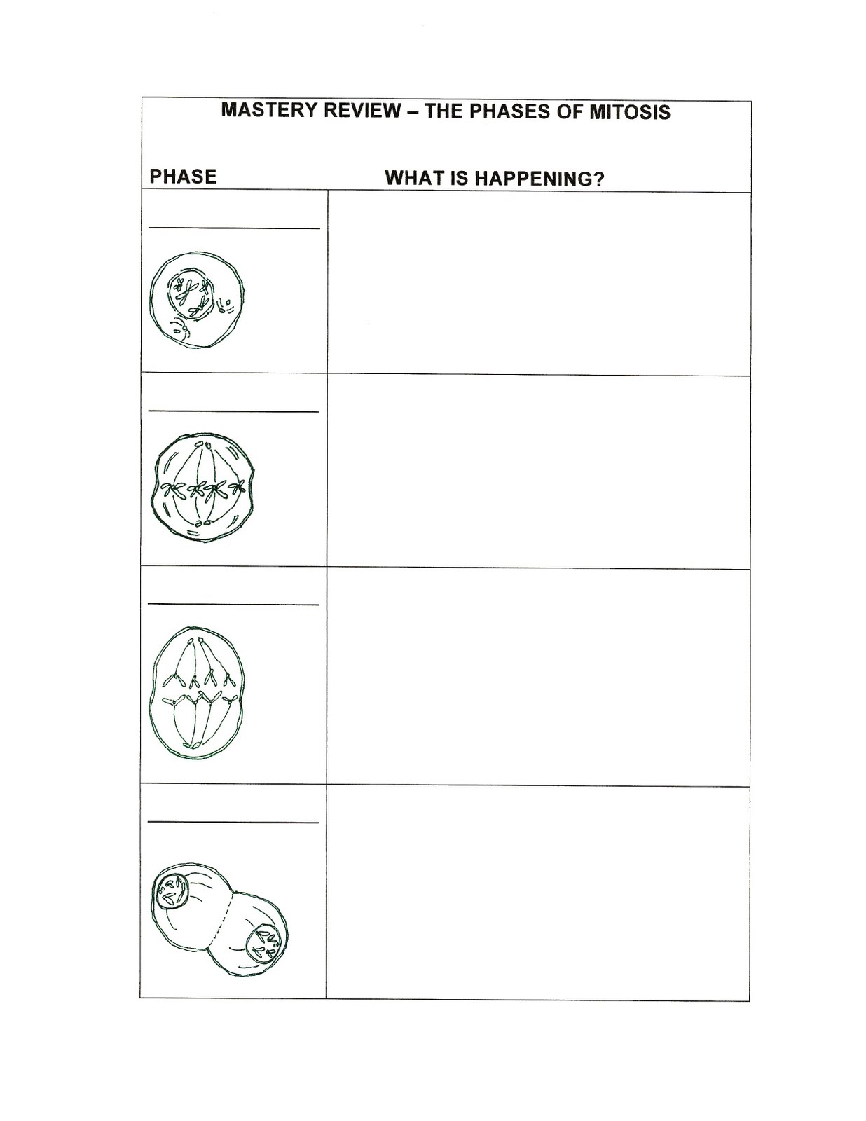 Printables Mitosis Worksheet the classy teacher one with mitosis mitosis