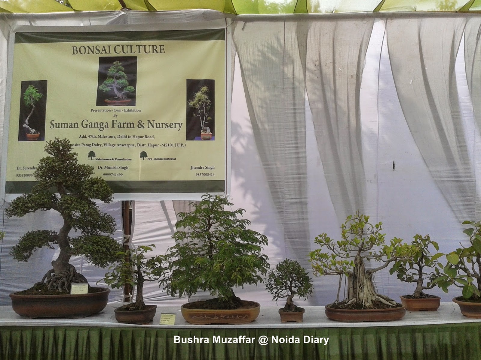 Bonsai at Noida Flower Show 2014 Bonsai at Noida Flower Show 2014