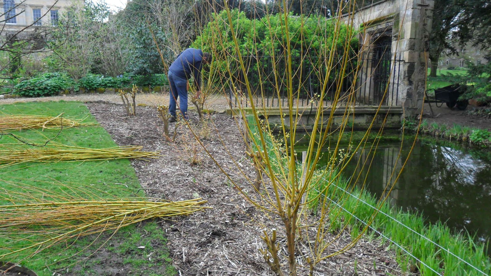 Worcester College Gardeners 20092018 Coppicing Willow