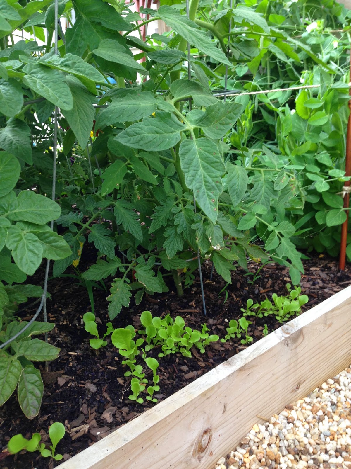 Little Bit Funky: how to square foot garden {or gardening in small