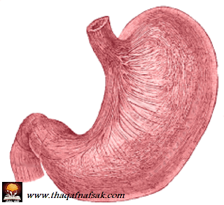 Stomach حقائق مذهلة عن جسم الإنسان