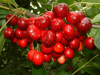 Anh Đào (cherry)