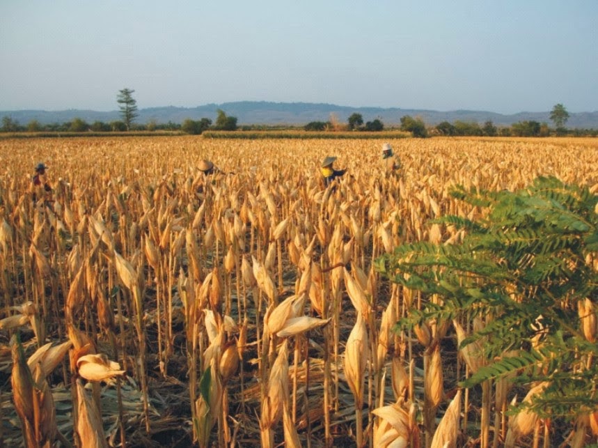 Biomass Industrial Innovative Projects Pellet Fuel from Corn Cobs and