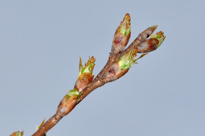 Spring Trees Buds