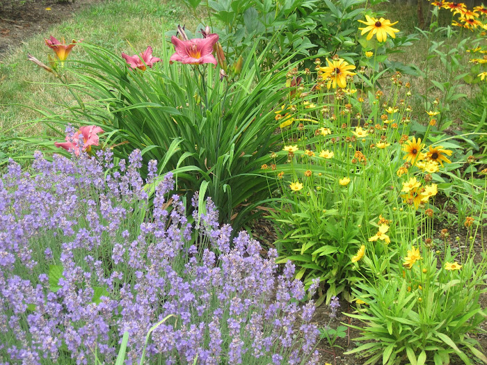 Lavender, lilies, and rubeckia