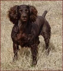boykin spaniel with white spot