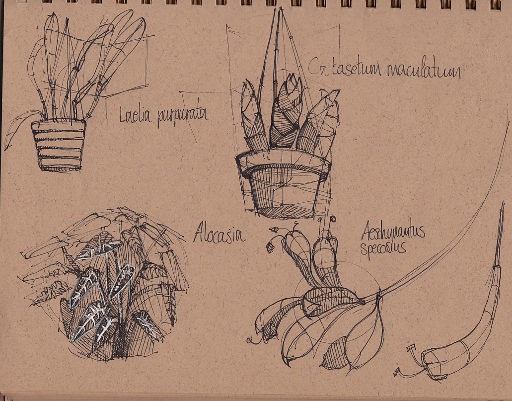 Louis learns to draw: Epiphyte Plants