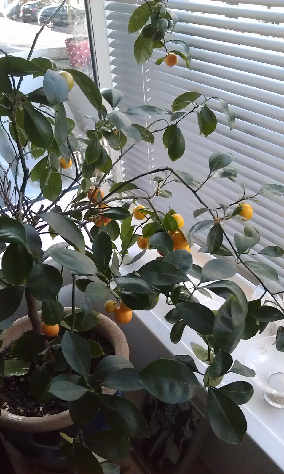 Swedanes: we proudly present: appelsinglæde
