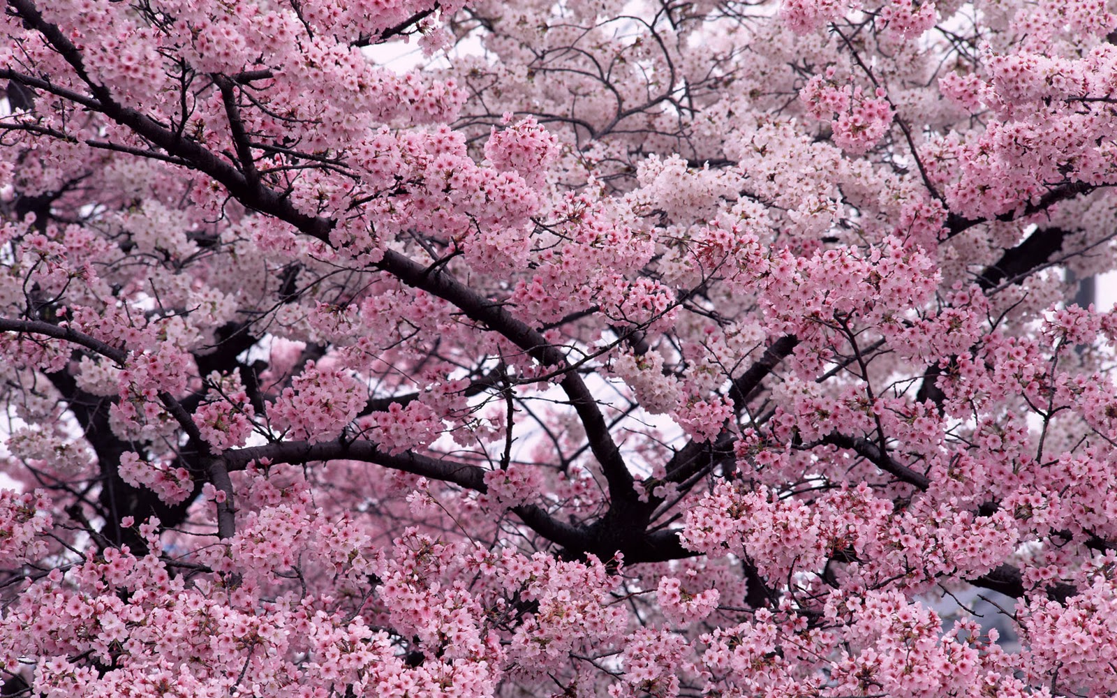Spring Background Spring Background