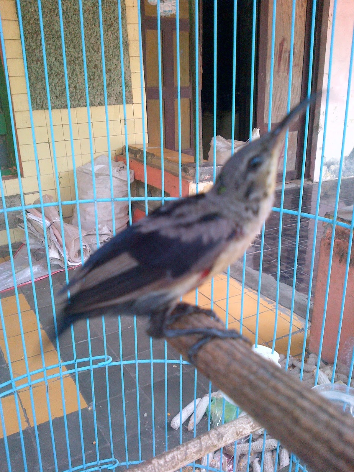 STOK KOLIBRI BULAN SEPTEMBER