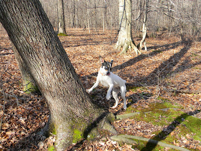 gallacreekfeist.blogsp... gallacreekfeist.blogsp...