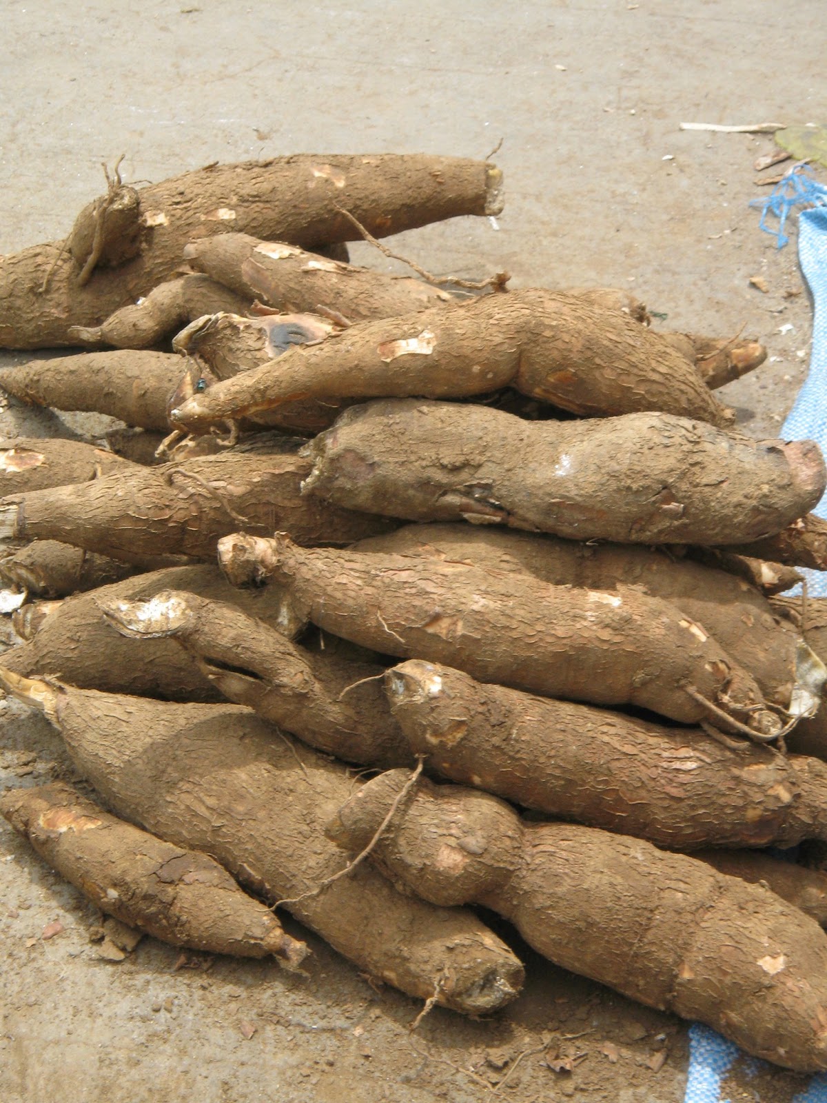 bucaio Kamoteng Kahoy