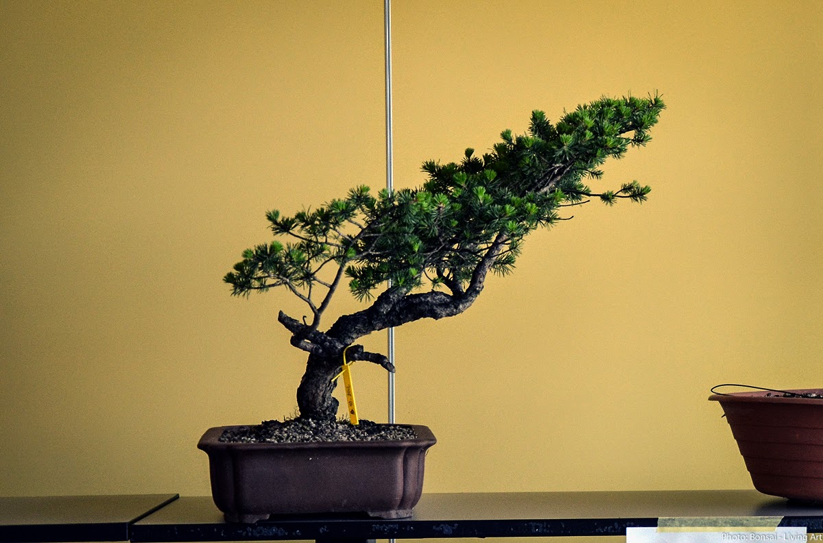 Bonsai Living Art June 2014 Bonsai Living Art June 2014