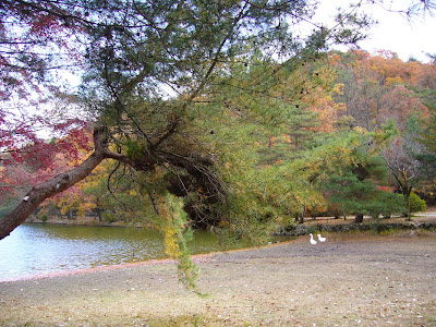 京都市・宝が池公園ウォーキング