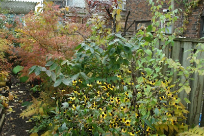 Rudbeckia and doublefile viburnum in autumn by garden muses: a Toronto gardening blog