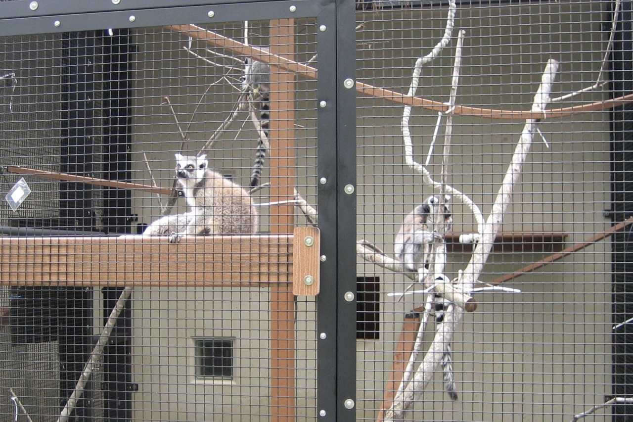 Duke Lemur Center Tour Cost Duke Lemur Center Tour Cost