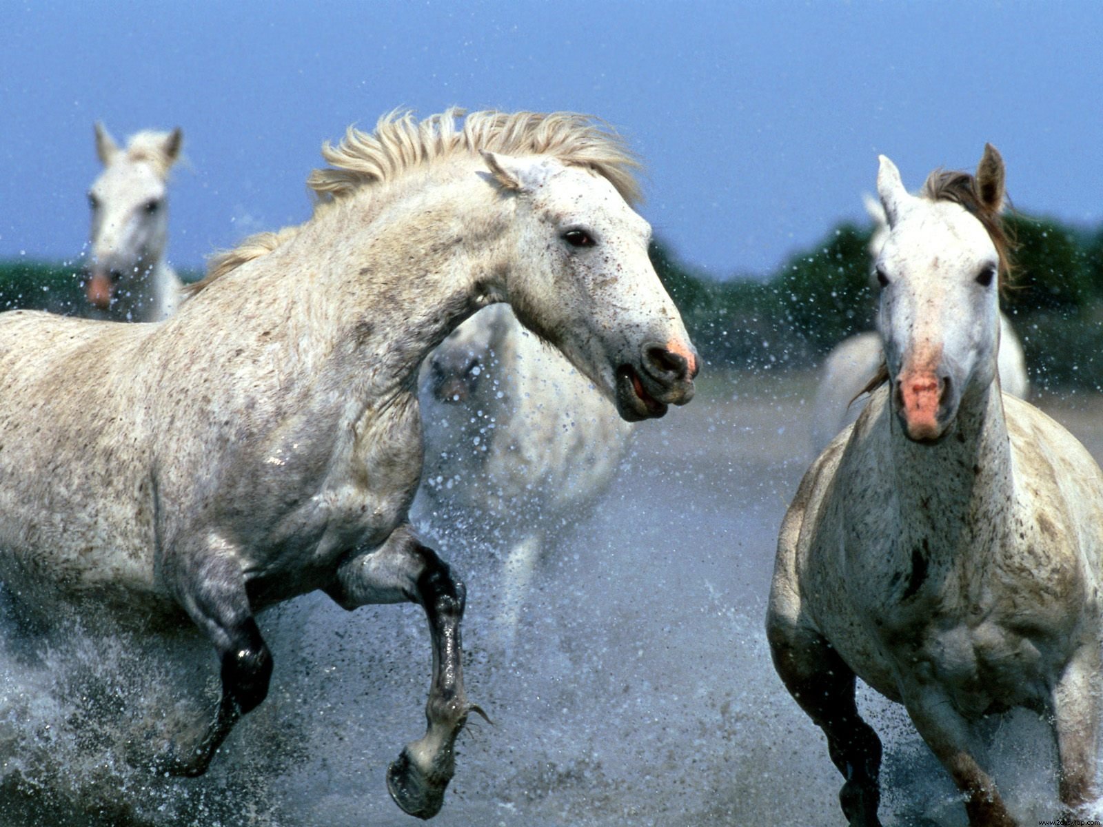Strong White Horse Running Wallpaper | Wallpaper ME