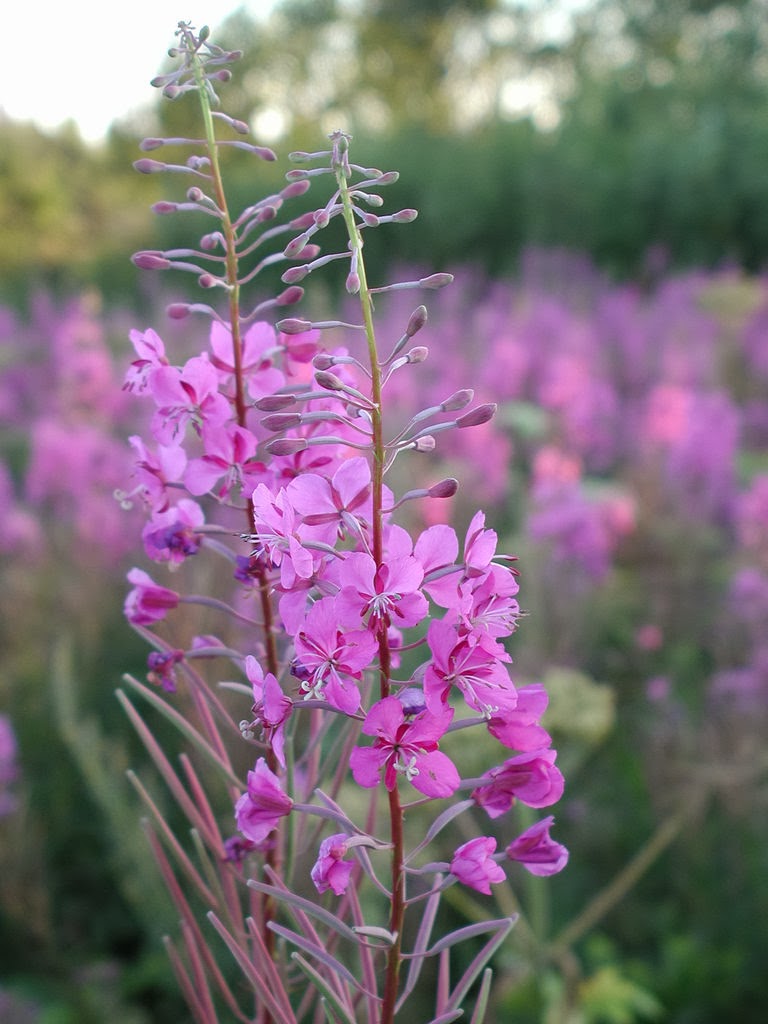 Species of UK Week 34 Rosebay Willowherb (‘Chamerion angustifolium’)