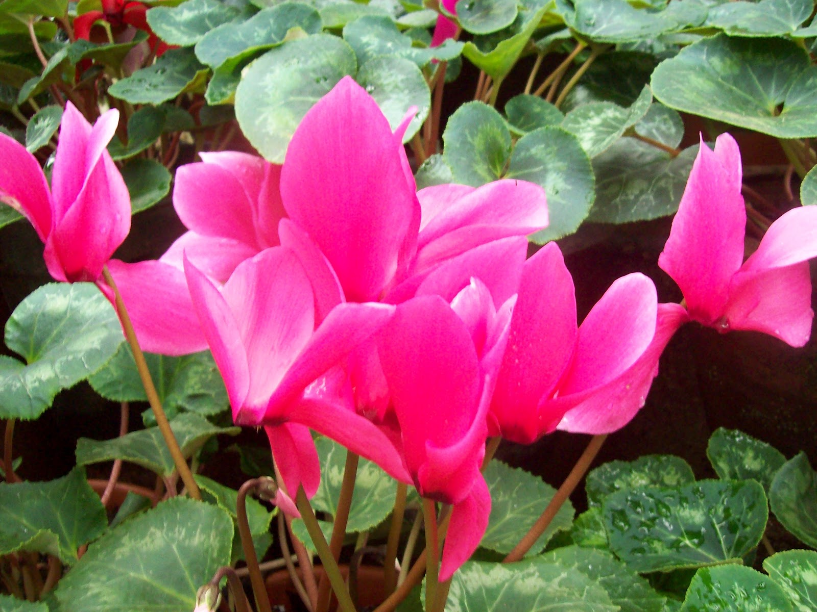 gardentropics The Beauty of Cyclamen