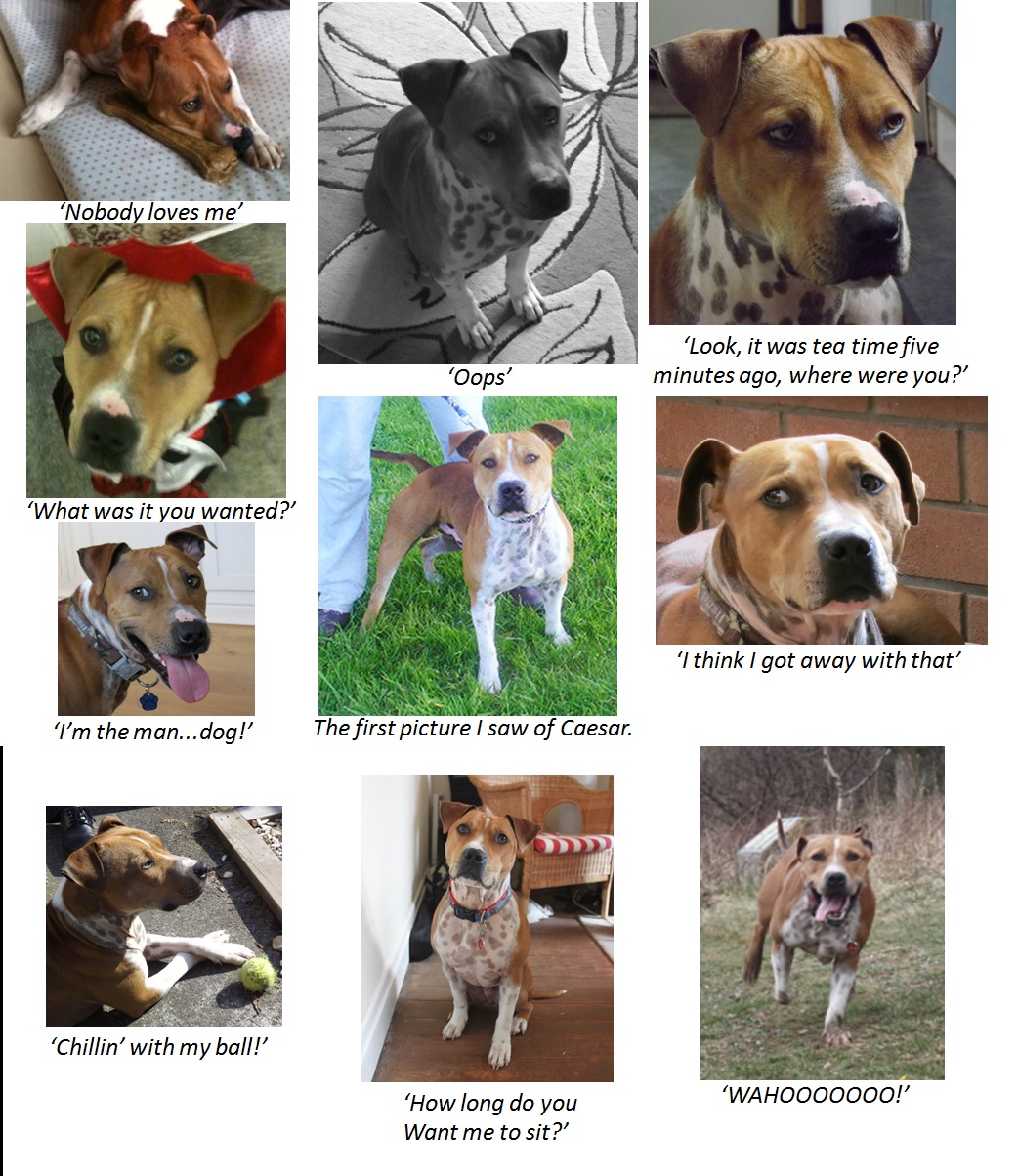 Saving Caesar The dog of a thousand faces...