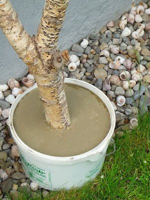 Meine grüne wiese: birke in beton
