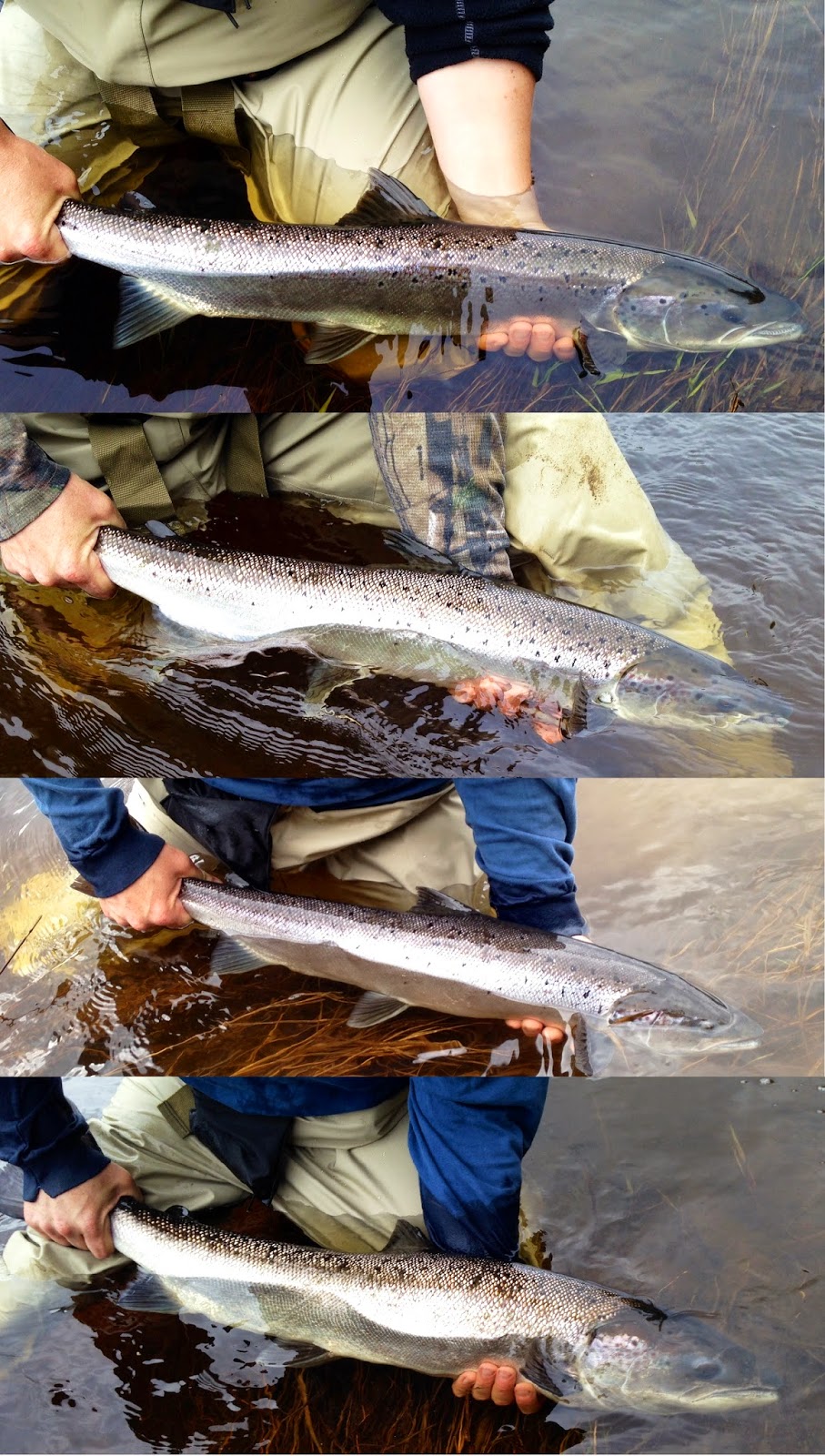 The Wulff Den Why I fish for “Black Salmon”, “Spring Salmon”, “Kelt