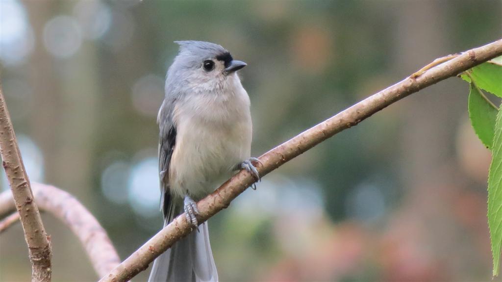 Viewing nature with Eileen Backyard Birds