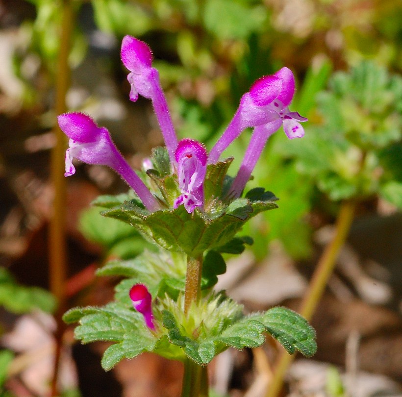 Bushmans Wild Hiking / WILD FOOD FOR FREE