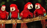 Aves exóticas de colores en el paraíso