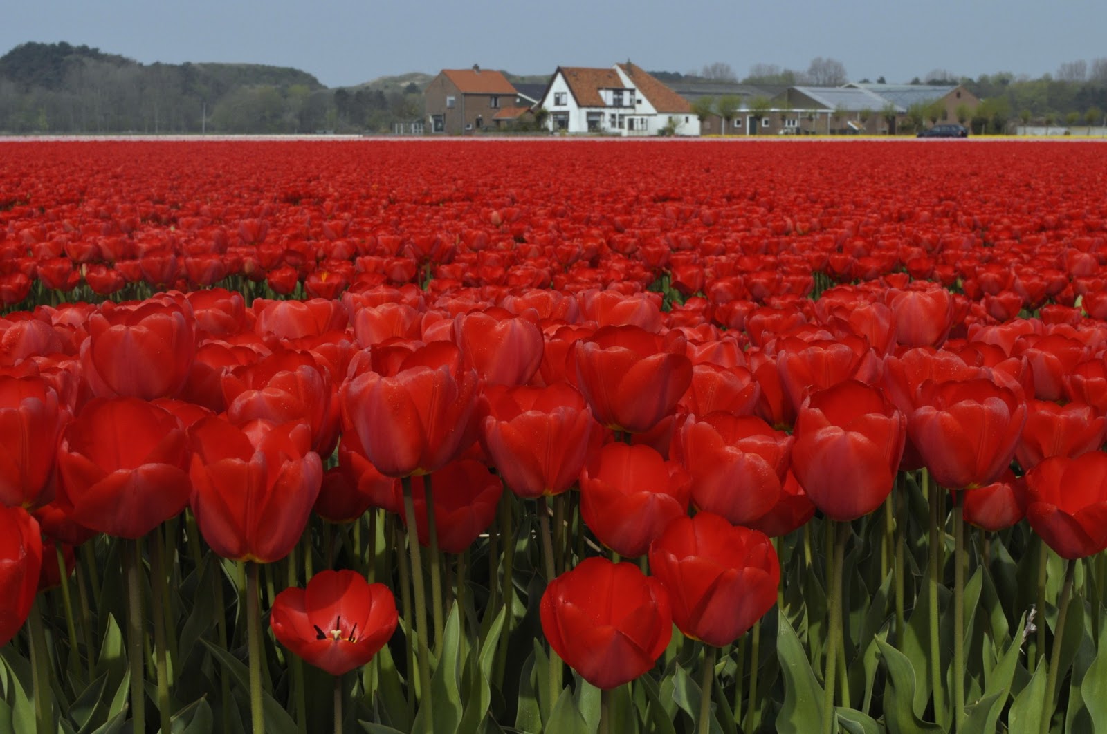 Amsterdam Home: OS CAMPOS DE FLORES NA HOLANDA, um passeio de bike