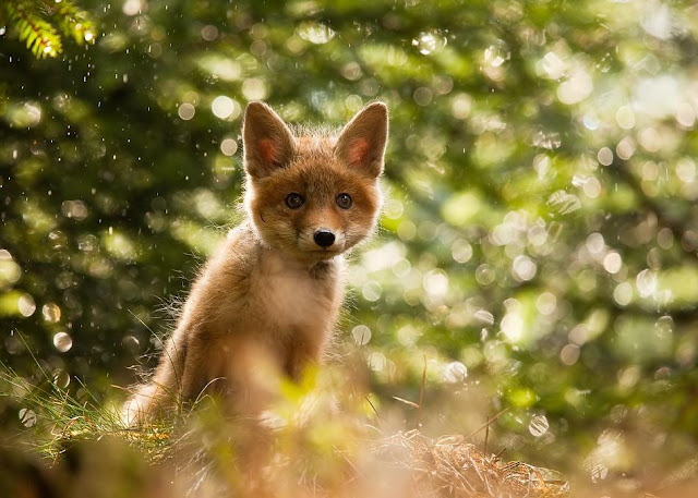 Cutest-Wild-Baby-Animals-CUTE+ANIMALS+PHOTOS+BABY+ANIMALS+BEAUTIFUL+ANIMALS+BEAUTIFUL+CATS+BEAUTIFUL+DOGS+ENJOY+FREEDOM+NATURE+suresh+koyal+picsvan.bl+(9).jpg