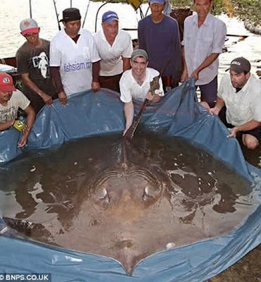 15 World#39;s Amazing and Biggest biggest animal in world. 15 World#39;s Amazing and Biggest