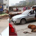 Εικόνες φρίκης από την Κίνα-Χτύπησαν μέχρι θανάτου δύο μεγαλόσωμους σκύλους...