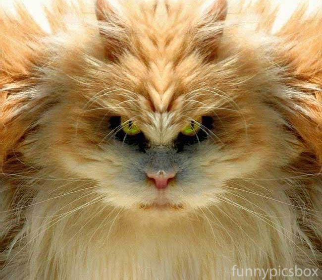 Really Funny Cats Photos | Funny Pics Box