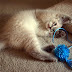 Siamese Tabby Cat