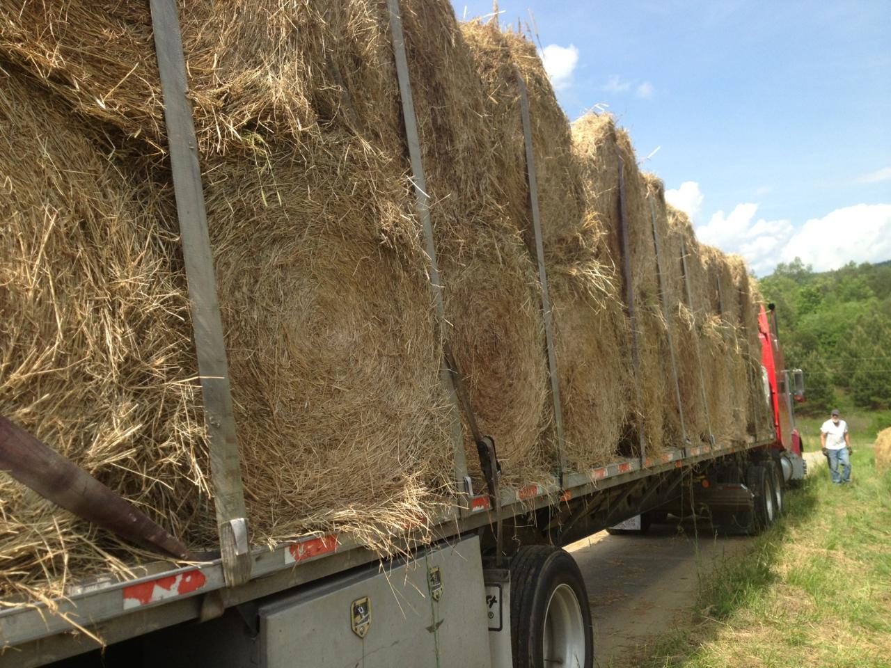 White House Farms Bermuda Mixed Grass Horse Hay